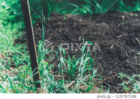 畑の堆肥作り 119787186