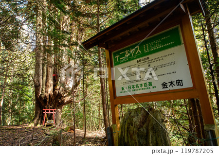 ヒバの奇木「十二本ヤス」　五所川原市　青森県 119787205