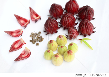 ハイビスカス・ローゼルの果実 ハイビスカス・ローゼルの果実 119787263