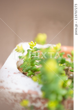 鉢に植えられた多肉植物の斑入りタイトゴメ 119787273