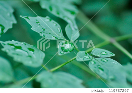Cork tree, Indian cork tree or Millingtonia hortensis Linn or BIGNONIACEAE and rain droplet Cork tree, Indian cork tree or Millingtonia hortensis Linn or BIGNONIACEAE and rain droplet 119787297