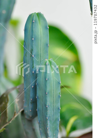 myrtillocactus geometrizans or cactus , Fairytale castle or Cereus peruvianus or Myrtillocactus geometrizans or Blue Myrtle Cactus 119787432