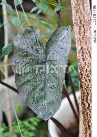 Colocasia , colocasia black ripple or black Colocasia or Colocasia esculenta or colocasia black coral or Araceae or black leaf and rain droplet 119787496