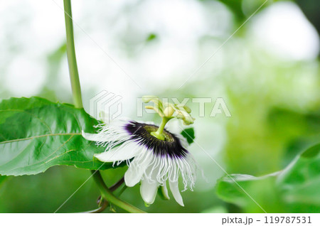 passion fruit plant , passion fruit flower on the farm passion fruit plant , passion fruit flower on the farm 119787531