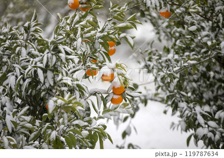 TThis is the appearance of a tangerine burhThis is the appearance of a tangerine buried in snow.is is the appearance of a taThis is the appearance of a tangerine buried in snow.ngerine buried in snow. TThis is the appearance of a tangerine burhThis is the appearance of a tangerine buried in snow.is is the appearance of a taThis is the appearance of a tangerine buried in snow.ngerine buried in snow. 119787634