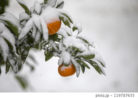 TThis is the appearance of a tangerine burhThis is the appearance of a tangerine buried in snow.is is the appearance of a taThis is the appearance of a tangerine buried in snow.ngerine buried in snow. 119787635