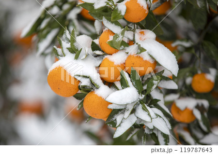 TThis is the appearance of a tangerine burhThis is the appearance of a tangerine buried in snow.is is the appearance of a taThis is the appearance of a tangerine buried in snow.ngerine buried in snow. 119787643