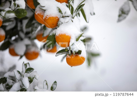 TThis is the appearance of a tangerine burhThis is the appearance of a tangerine buried in snow.is is the appearance of a taThis is the appearance of a tangerine buried in snow.ngerine buried in snow. 119787644