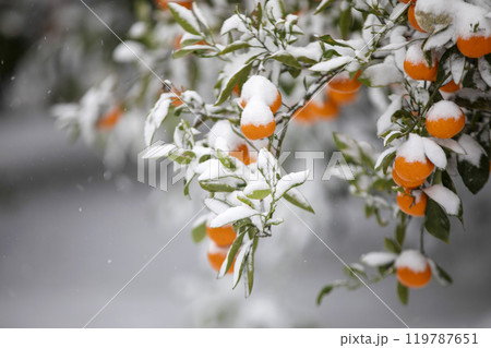 TThis is the appearance of a tangerine burhThis is the appearance of a tangerine buried in snow.is is the appearance of a taThis is the appearance of a tangerine buried in snow.ngerine buried in snow. 119787651