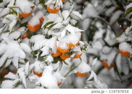 TThis is the appearance of a tangerine burhThis is the appearance of a tangerine buried in snow.is is the appearance of a taThis is the appearance of a tangerine buried in snow.ngerine buried in snow. TThis is the appearance of a tangerine burhThis is the appearance of a tangerine buried in snow.is is the appearance of a taThis is the appearance of a tangerine buried in snow.ngerine buried in snow. 119787658