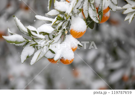 TThis is the appearance of a tangerine burhThis is the appearance of a tangerine buried in snow.is is the appearance of a taThis is the appearance of a tangerine buried in snow.ngerine buried in snow. TThis is the appearance of a tangerine burhThis is the appearance of a tangerine buried in snow.is is the appearance of a taThis is the appearance of a tangerine buried in snow.ngerine buried in snow. 119787659
