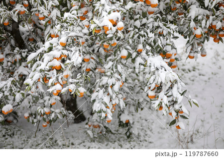 TThis is the appearance of a tangerine burhThis is the appearance of a tangerine buried in snow.is is the appearance of a taThis is the appearance of a tangerine buried in snow.ngerine buried in snow. TThis is the appearance of a tangerine burhThis is the appearance of a tangerine buried in snow.is is the appearance of a taThis is the appearance of a tangerine buried in snow.ngerine buried in snow. 119787660