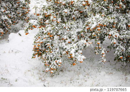 TThis is the appearance of a tangerine burhThis is the appearance of a tangerine buried in snow.is is the appearance of a taThis is the appearance of a tangerine buried in snow.ngerine buried in snow. TThis is the appearance of a tangerine burhThis is the appearance of a tangerine buried in snow.is is the appearance of a taThis is the appearance of a tangerine buried in snow.ngerine buried in snow. 119787665