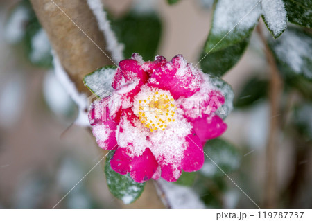 This is the appearance of camellia flowers blooming in the snow. 119787737