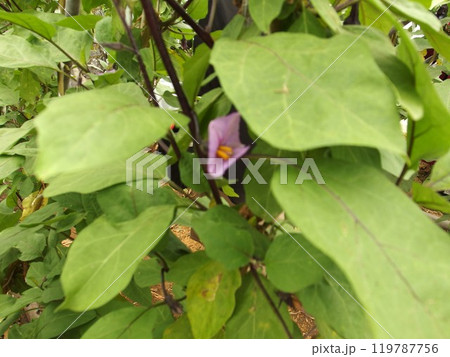 茄子 花 葉 栽培 農業 茄子 花 葉 栽培 農業 119787756