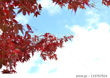 鮮やかな紅葉 鮮やかな紅葉 119787924