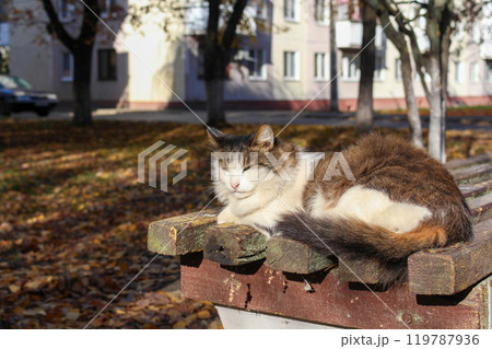 A white and brindle street cat sits on a bench in the sun in the city 119787936