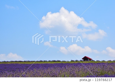 夏 上富良野町 日の出公園 ラベンダーの丘 夏 上富良野町 日の出公園 ラベンダーの丘 119788217