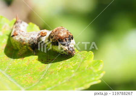 クワコの幼虫 119788267