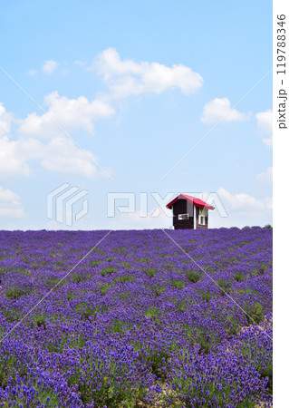 夏　上富良野町　日の出公園　ラベンダーの丘 119788346