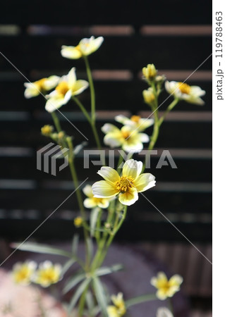 ウインターコスモスの黄色い花 119788463