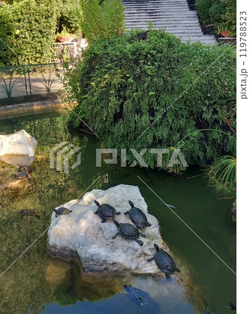 little turtles bask in the morning sun in a pond in a park 119788523