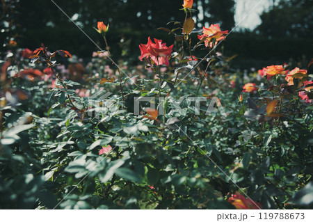 秋に咲く薔薇の花 119788673