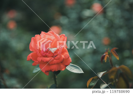 秋に咲く薔薇の花 119788690