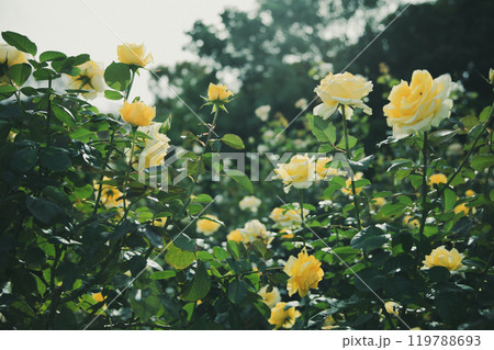 秋に咲く薔薇の花 119788693