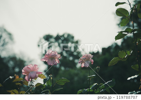 秋に咲く薔薇の花 119788707