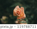 秋に咲く薔薇の花 119788711