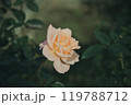 秋に咲く薔薇の花 119788712