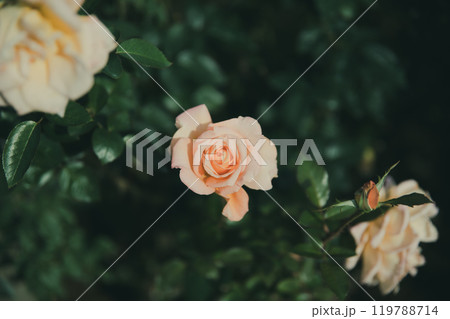 秋に咲く薔薇の花 119788714