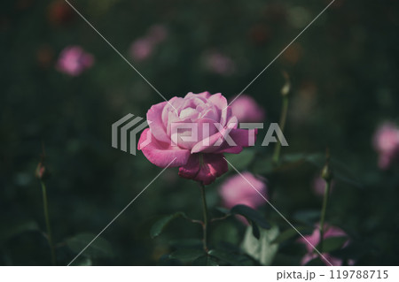 秋に咲く薔薇の花 119788715