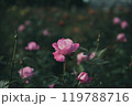 秋に咲く薔薇の花 119788716