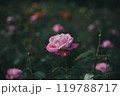 秋に咲く薔薇の花 119788717