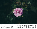 秋に咲く薔薇の花 119788718