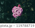 秋に咲く薔薇の花 119788719