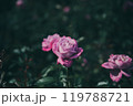 秋に咲く薔薇の花 119788721