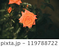 秋に咲く薔薇の花 119788722