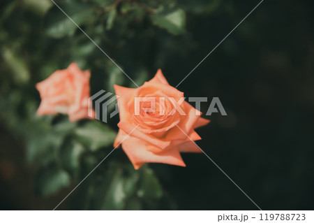 秋に咲く薔薇の花 119788723