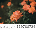 秋に咲く薔薇の花 119788724