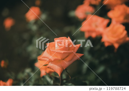 秋に咲く薔薇の花 119788724