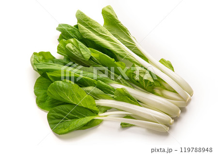 しろな、大阪府なにわの伝統野菜 119788948