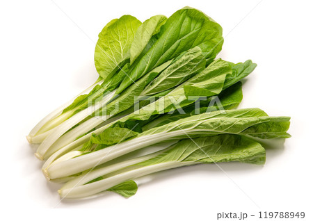 しろな、大阪府なにわの伝統野菜 119788949