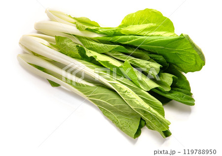 しろな、大阪府なにわの伝統野菜 しろな、大阪府なにわの伝統野菜 119788950