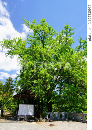 京都・和束町・正法寺の名物大銀杏・生命力あふれる五月4 119788962