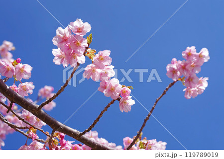ピンクの桜【河津桜・青空バック】 ピンクの桜【河津桜・青空バック】 119789019