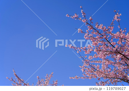 ピンクの桜【河津桜・青空バック】 119789027
