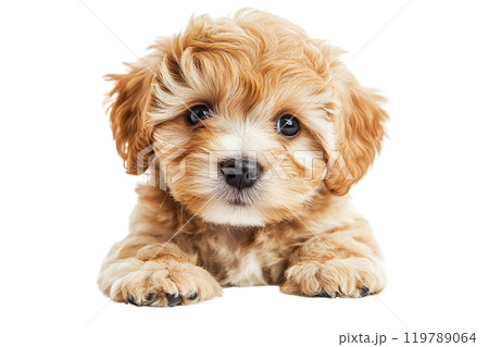Maltipoo puppy on a transparent background. AI-generated item 119789064